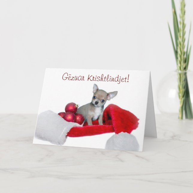 Cartão De Festividades Gëzuar Krishtlindjet Christmas Chihuahua dog (Frente)