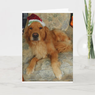 Cartão De Festividades Golden retriever no Natal