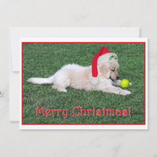 Cartão De Festividades Golden Retriever Puppy Christmas Card Flat
