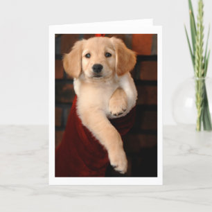 Cartão De Festividades Golden Retriever Puppy Christmas Stocking