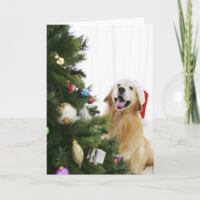 Cartão De Festividades Golden retriever que olha a árvore de Natal (Frente)