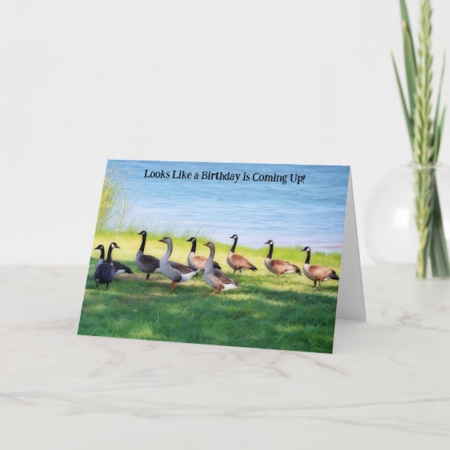 Cartão De Festividades Goose Geese Gathering Party Birthday Wishes Card (Frente)