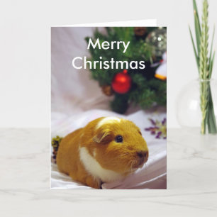 Cartão De Festividades Guinea pig Christmas Card