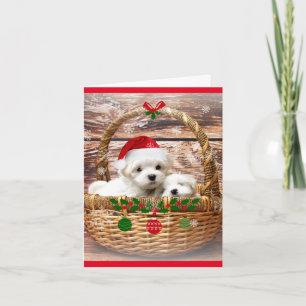 Cartão De Festividades Happy Holidays: Maltese Puppies