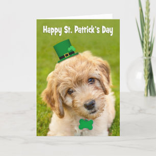 Cartão De Festividades Happy St. Patrick's Day Cute Labradoodle iDog in