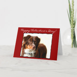 Cartão De Festividades Happy Valentine's Day Australian Shepherd card