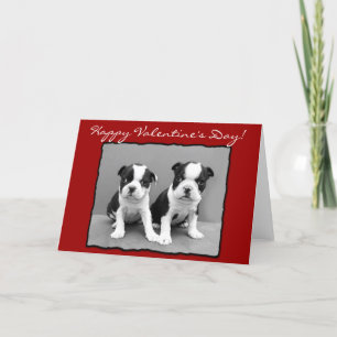 Cartão De Festividades Happy Valentine's Day Boston Terrier Greeting Card
