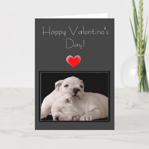 Cartão De Festividades Happy Valentine's Day Bulldog Greeting Card