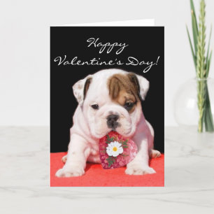 Cartão De Festividades Happy Valentine's Day bulldog puppy greeting card