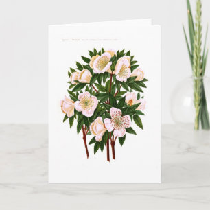 Cartão De Festividades Helleborus niger (Christmas Rose)