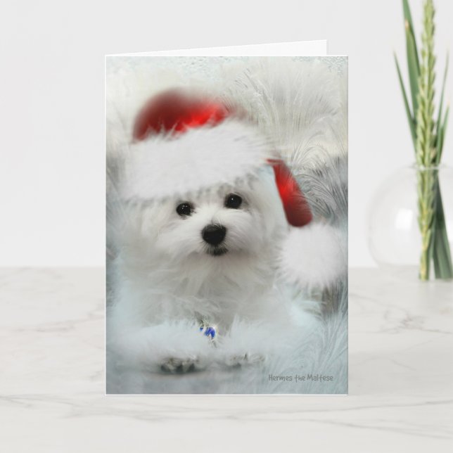 Cartão De Festividades Hermes the Maltese Blank Christmas Greeting Card (Frente)