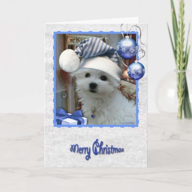 Cartão De Festividades Hermes the Maltese Christmas Greeting Card (Frente)