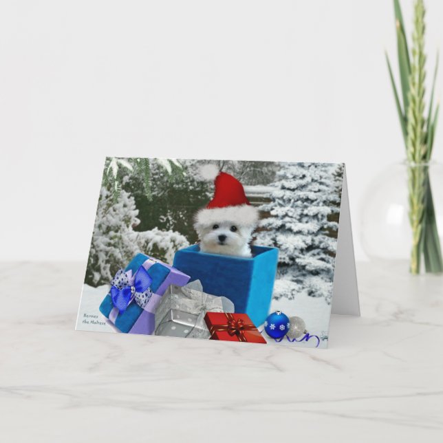 Cartão De Festividades Hermes the Maltese Christmas Greeting Card (Frente)