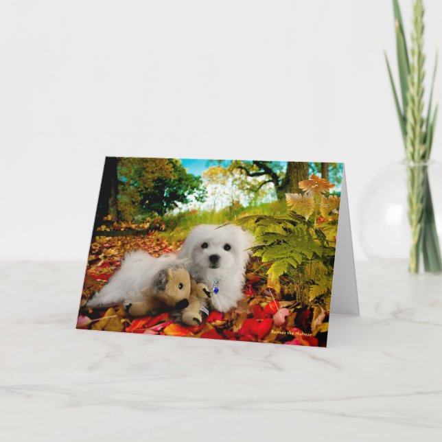 Cartão De Festividades Hermes the Maltese Thanksgiving Greeting Card (Frente)