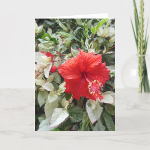 Cartão De Festividades Hibiscus variegado