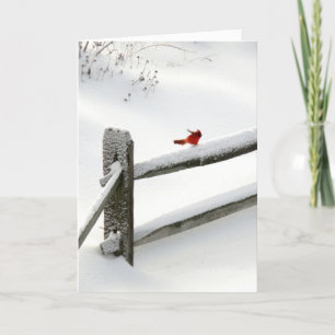 Cartão De Festividades holiday card - Cardinal on Snowy Fence