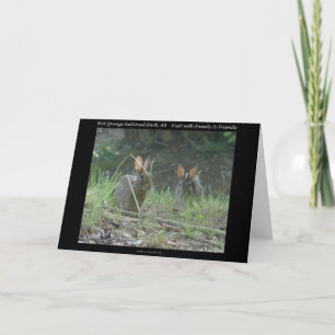 Cartão De Festividades Hot Springs National Park, AR Wild Rabbits Gifts