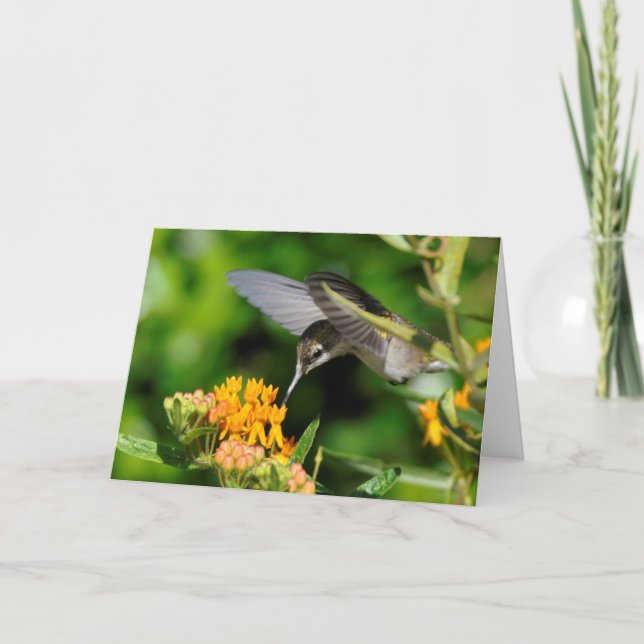 Cartão De Festividades Hummingbird Ano Novo (Frente)