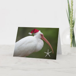 Cartão De Festividades Ibis w/santa hat