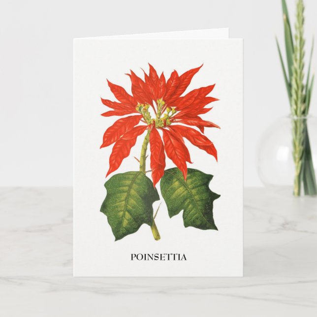 Cartão De Festividades Impressão Botânica de Poinsettia (Frente)