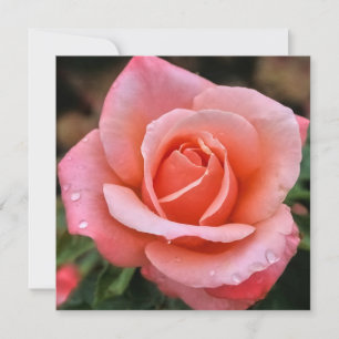 Cartão De Festividades Impressão de Arte Botânica Rosa Romântica