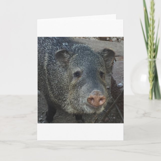 Cartão De Festividades Javelina ou Peccary (Frente)