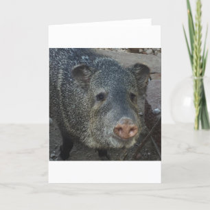 Cartão De Festividades Javelina ou Peccary