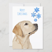 Lab Amarelo Floco de Neve Cão Cachorro Labrador