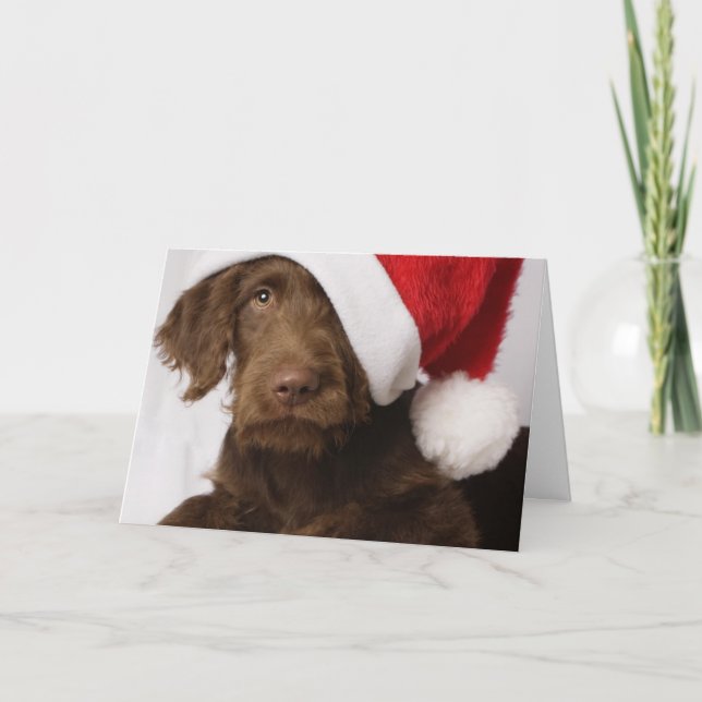 Cartão De Festividades Labradoodle que veste um chapéu do papai noel (Frente)