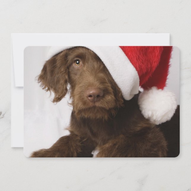 Cartão De Festividades Labradoodle vestindo um chapéu de Papai Noel (Frente)