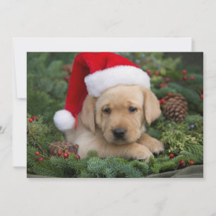 Cartão De Festividades Labrador Retriever Puppy Com Papai Noel