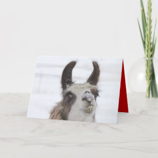 Cartão De Festividades Lama do Natal com neve no nariz para os feriados