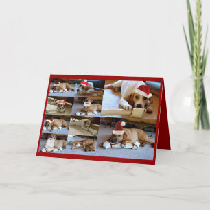 Cartão De Festividades laura dogs