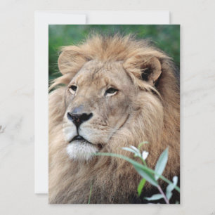 Cartão De Festividades Leão 021