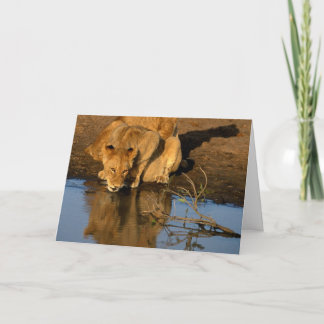 Cartão De Festividades Leões & filhotes