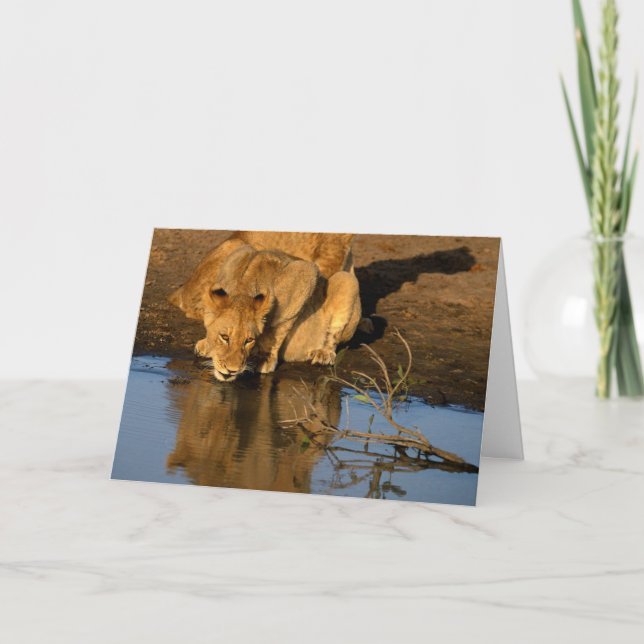 Cartão De Festividades Leões & filhotes (Frente)