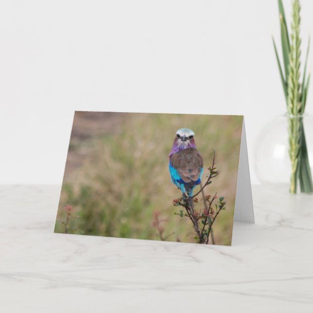 Cartão De Festividades Lilac rolo bravo, Tanzânia (Frente)