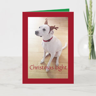 Cartão De Festividades Linda Rebelde Branca Cachorro Vermelho Natal 