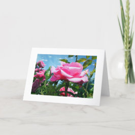 Cartão De Festividades Linda rosa rosa rosa no céu azul. Fotografia flora