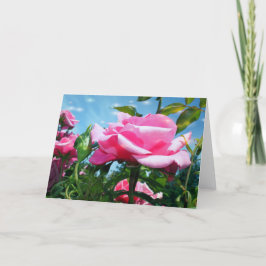 Cartão De Festividades Linda rosa rosa rosa no céu azul. Fotografia flora