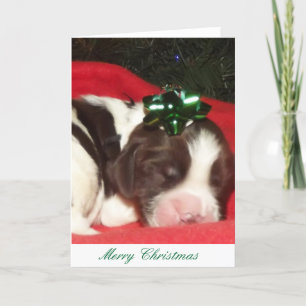 Cartão De Festividades Liver and white sleeping English Springer Spaniel