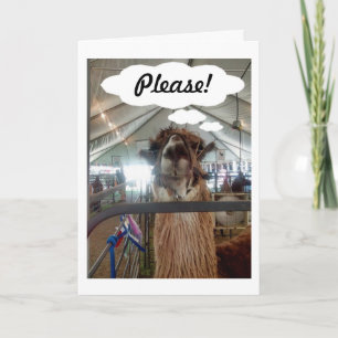 CARTÃO DE FESTIVIDADES LLAMA DIZ "POR FAVOR, DIGA QUE TAMBÉM ME AMA!"