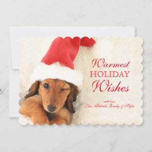 Cartão De Festividades Longhair Dachshund Puppy Winking