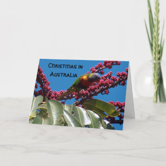 Cartão De Festividades Lorikeet que alimenta, Natal dentro, Austrália