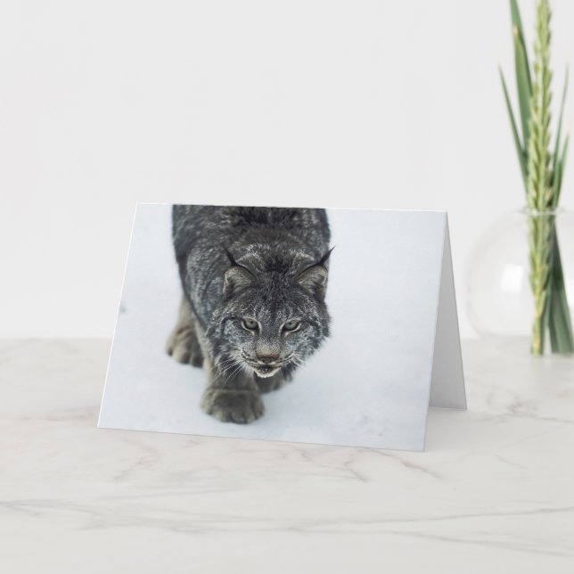 Cartão De Festividades Lynx Winter (Frente)