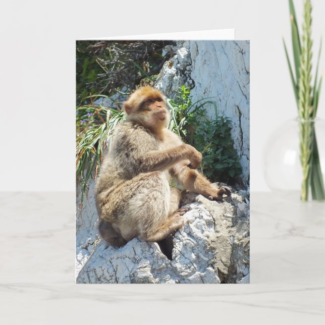 Cartão De Festividades macaco-de-gibraltar (Frente)