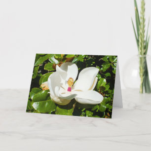 Cartão De Festividades Magnólia grandiflora