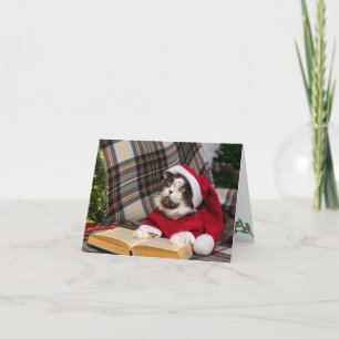 Cartão De Festividades Maine Coon Cat Retrato de Natal