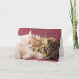 Cartão De Festividades Maine Coon cats greeting card