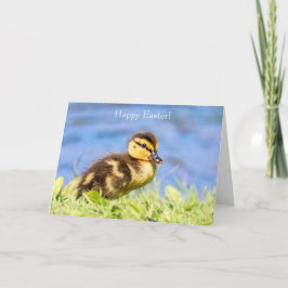 Cartão De Festividades Mallard Duckling